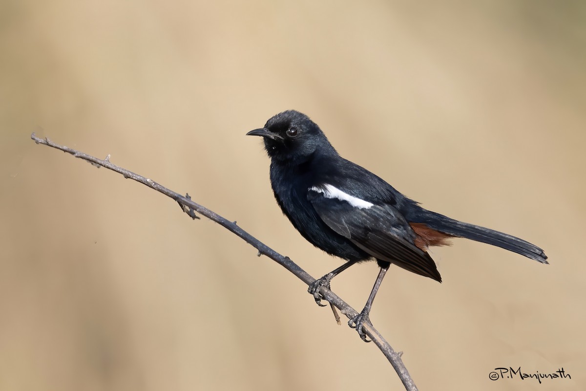 Indian Robin - Prabhakar Manjunath