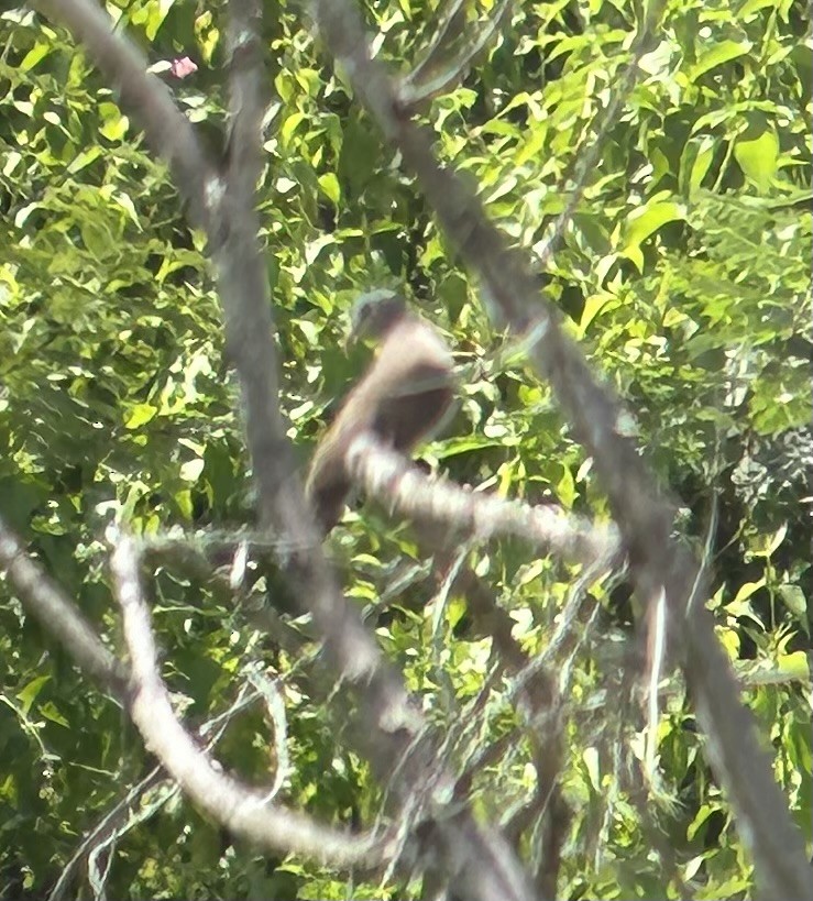 Blue-spotted Wood-Dove - ML615913860