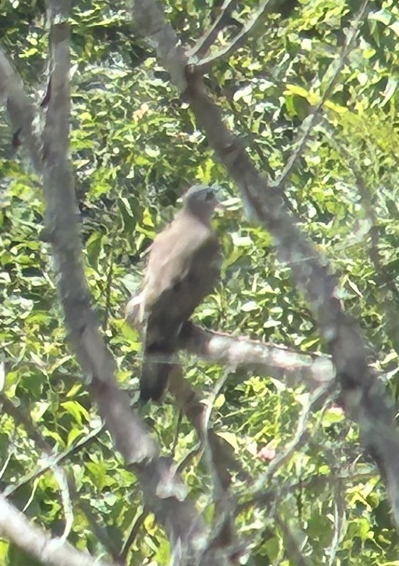 Blue-spotted Wood-Dove - ML615913865