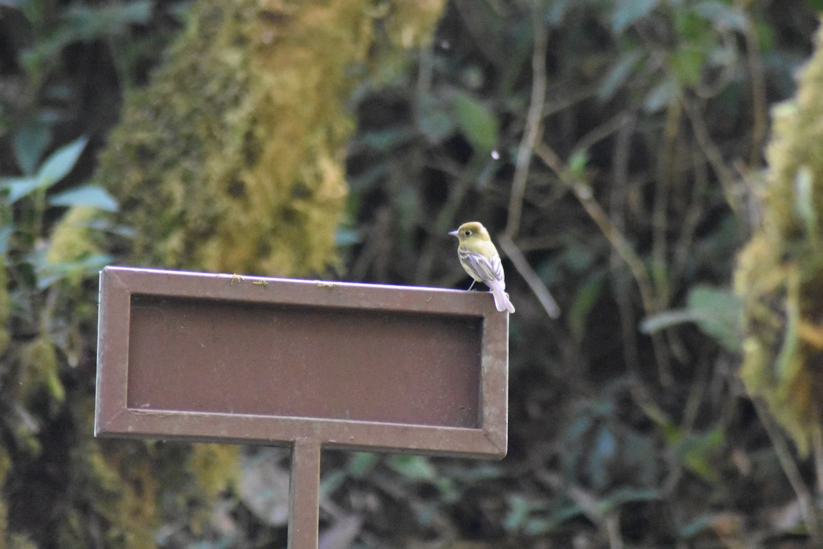 Yellowish Flycatcher - ML615913876