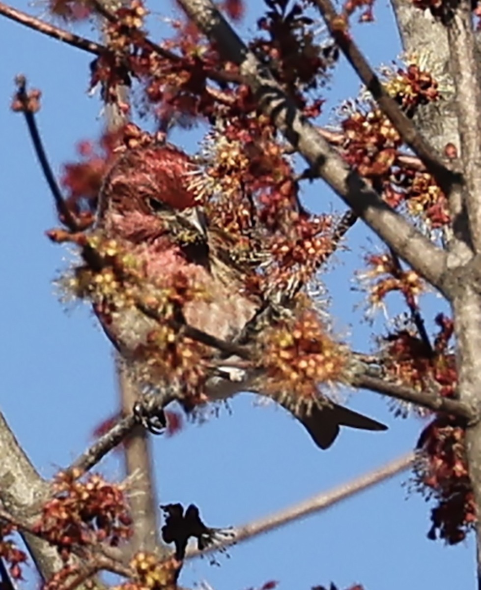 Purple Finch (Eastern) - Mark Songer