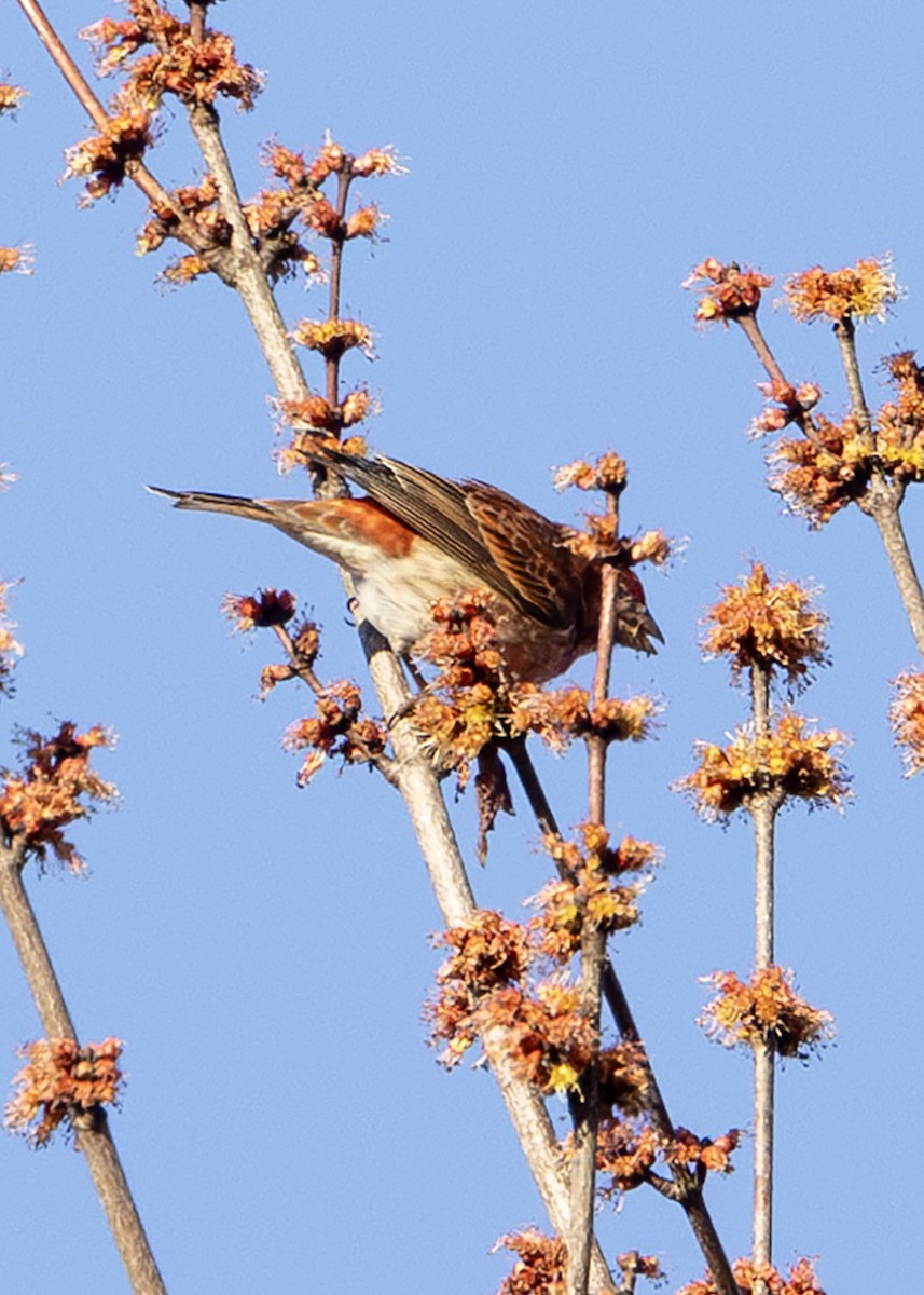 Purple Finch (Eastern) - ML615913886