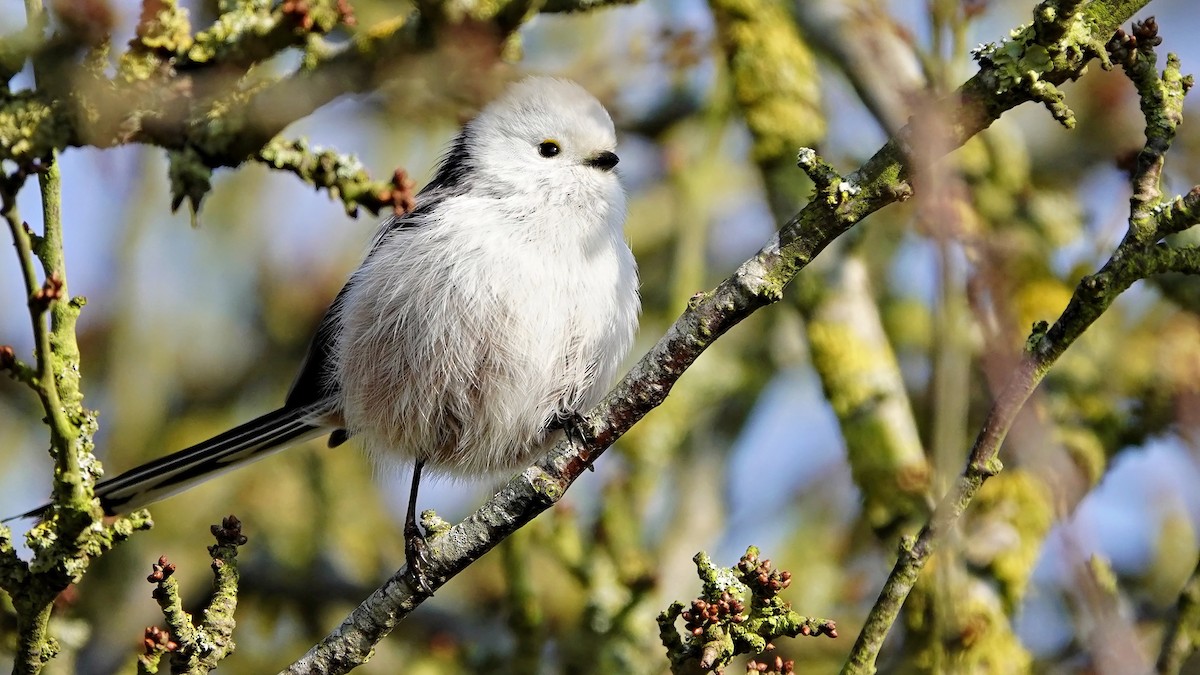 Long-tailed Tit - Hans-Jürgen Kühnel