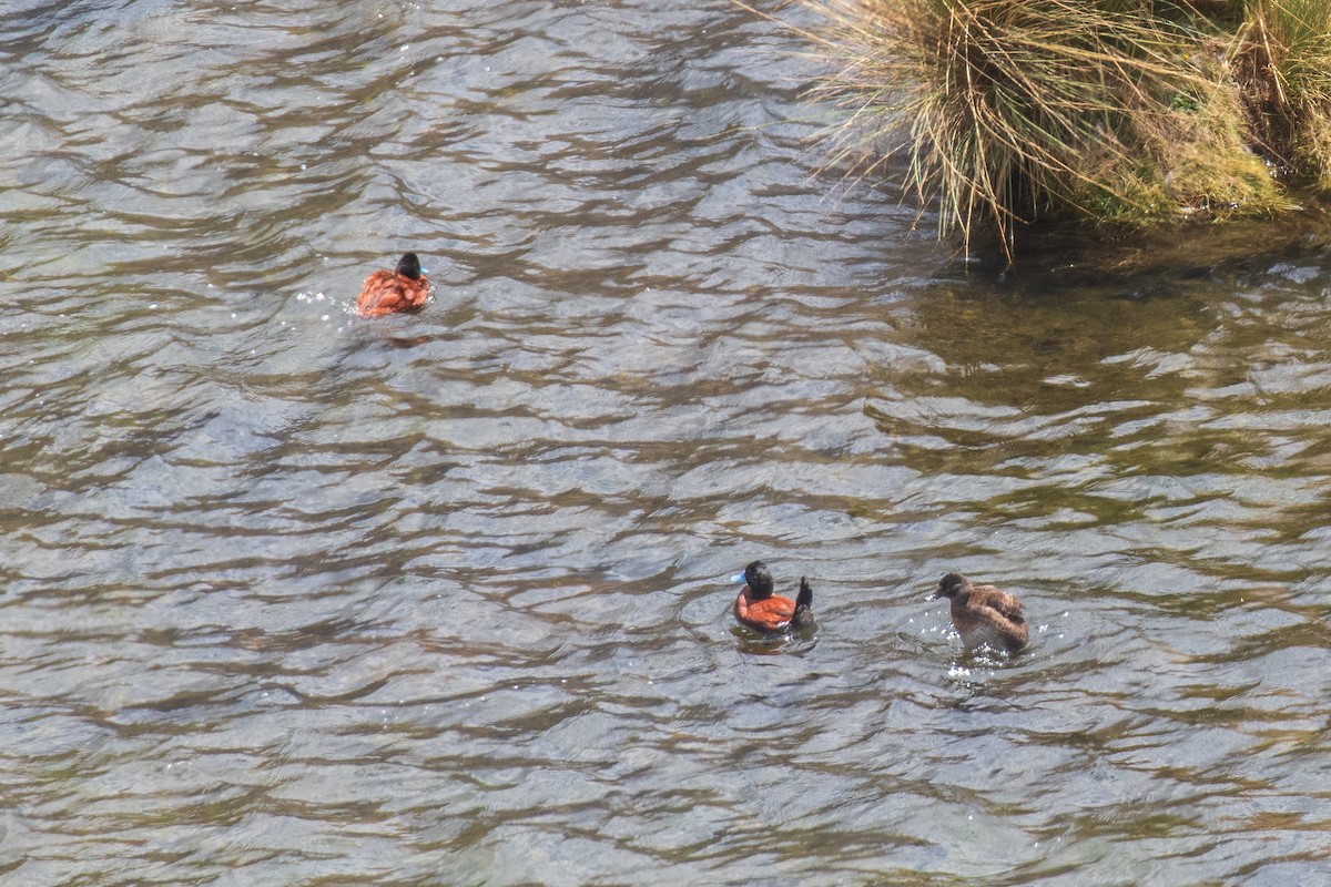 Andean Duck (ferruginea) - ML615913958