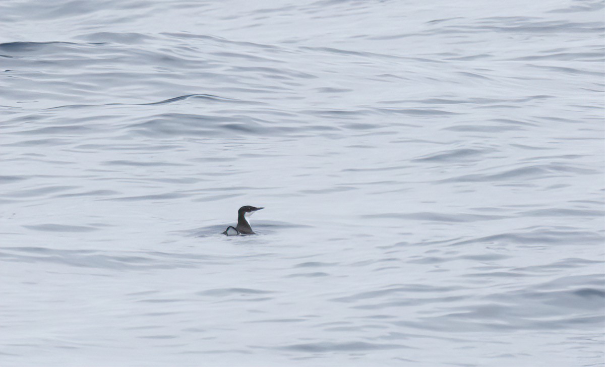 Craveri's Murrelet - ML615913967