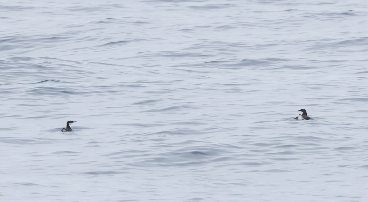 Craveri's Murrelet - ML615913969