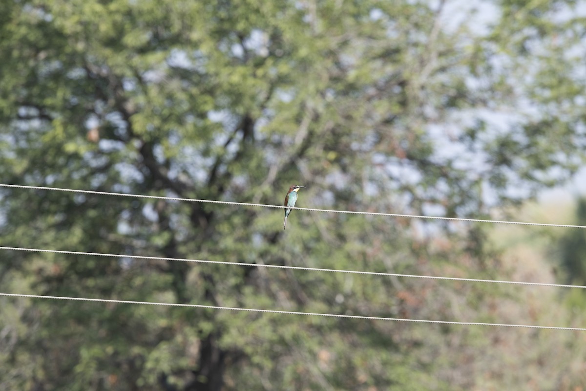 European Bee-eater - Prabhakar Manjunath