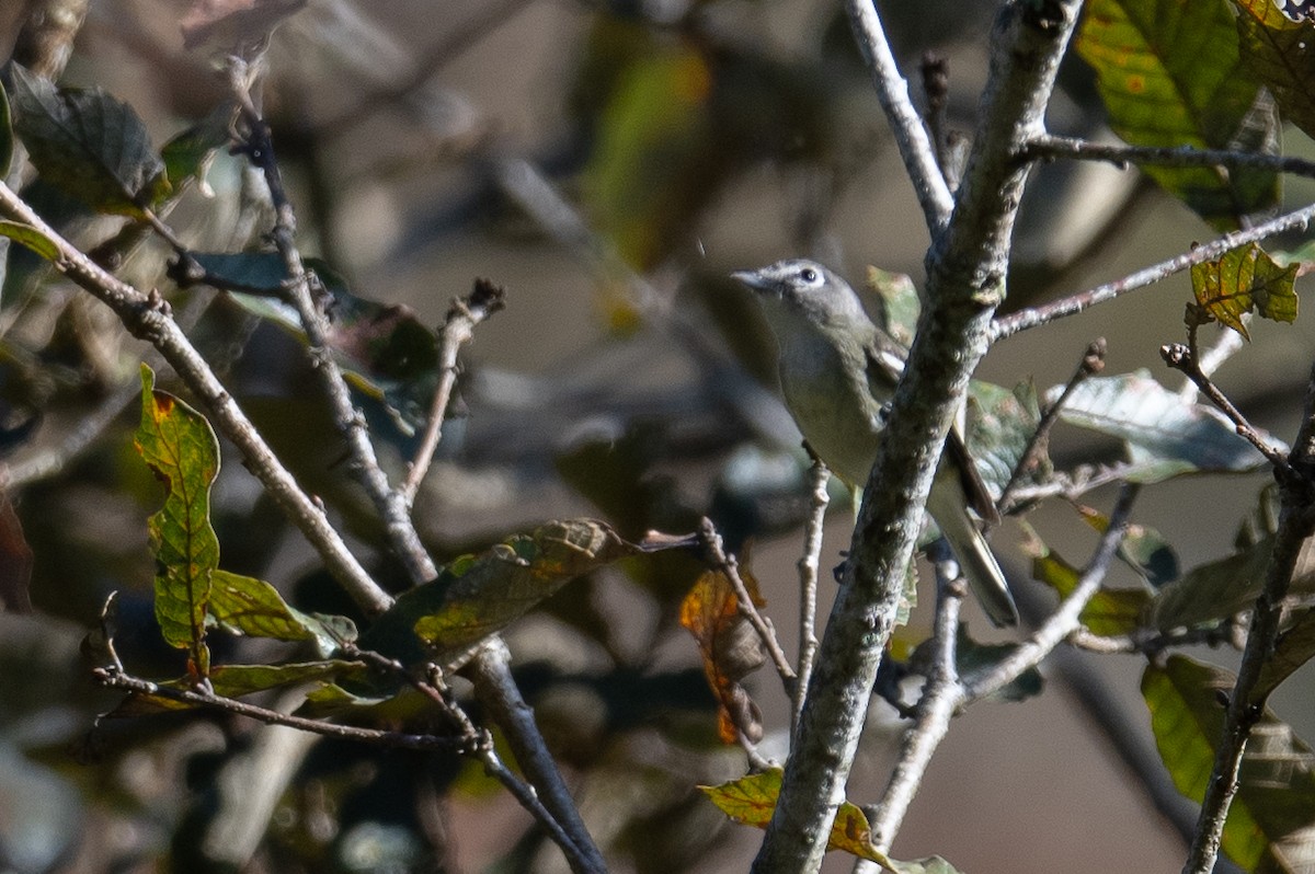 Vireo Plomizo (notius/montanus) - ML615913996