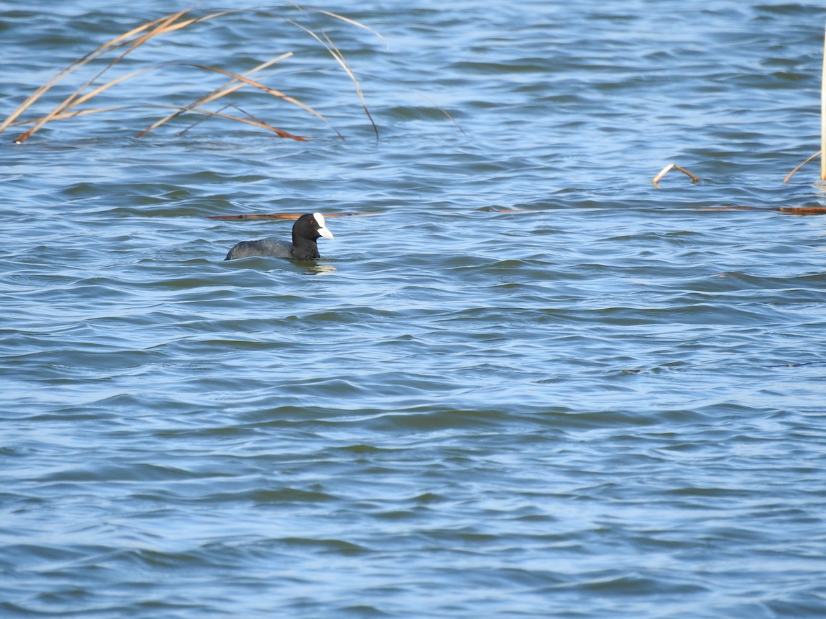 Eurasian Coot - ML615913998