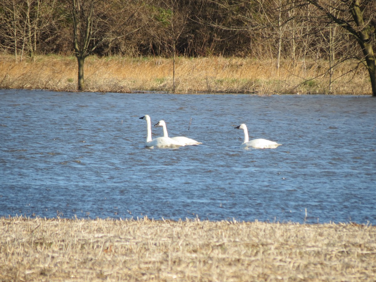 Tundra Swan - ML615914048