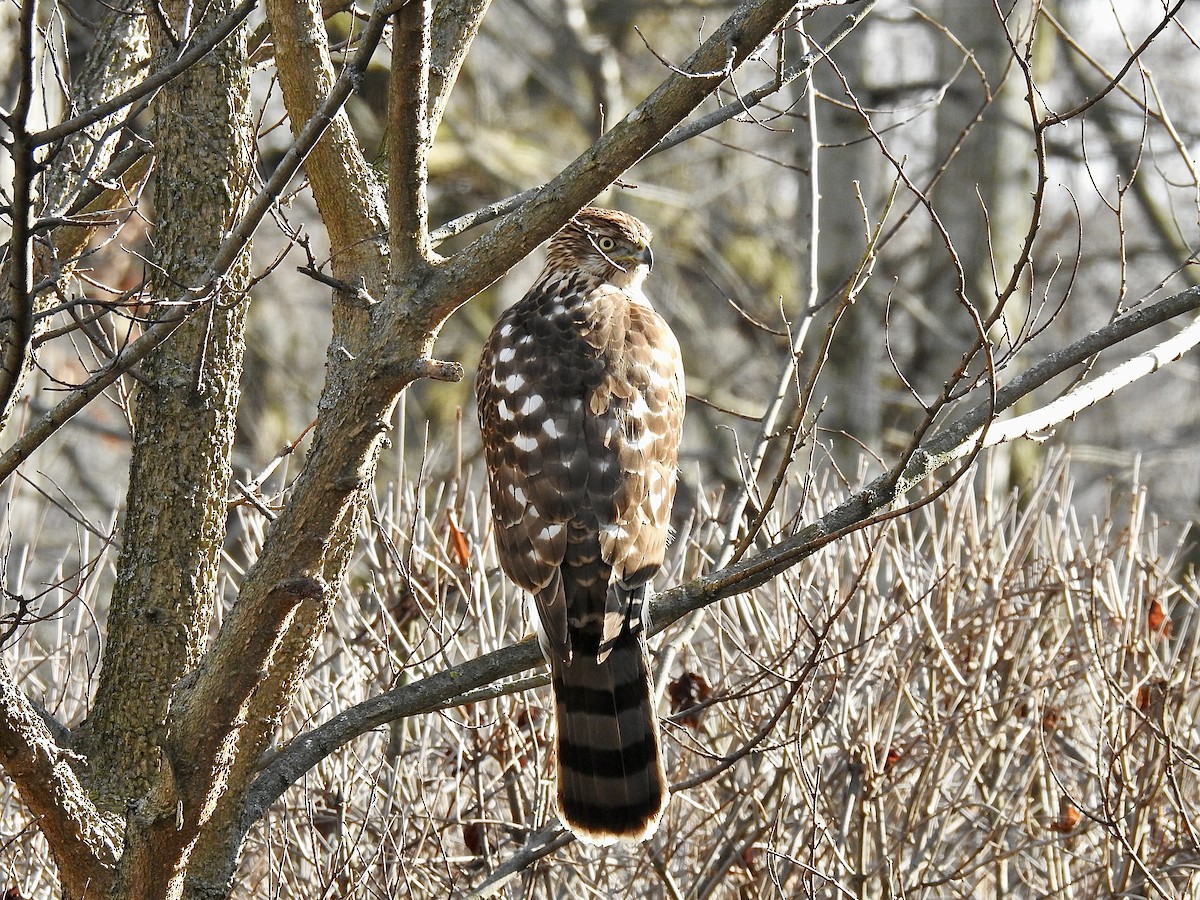 Cooper's Hawk - Bob Bryerton