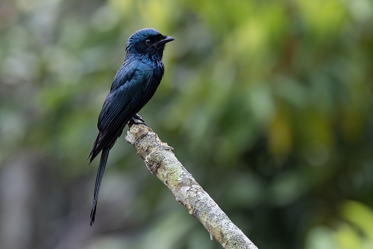 bronsedrongo - ML615914135