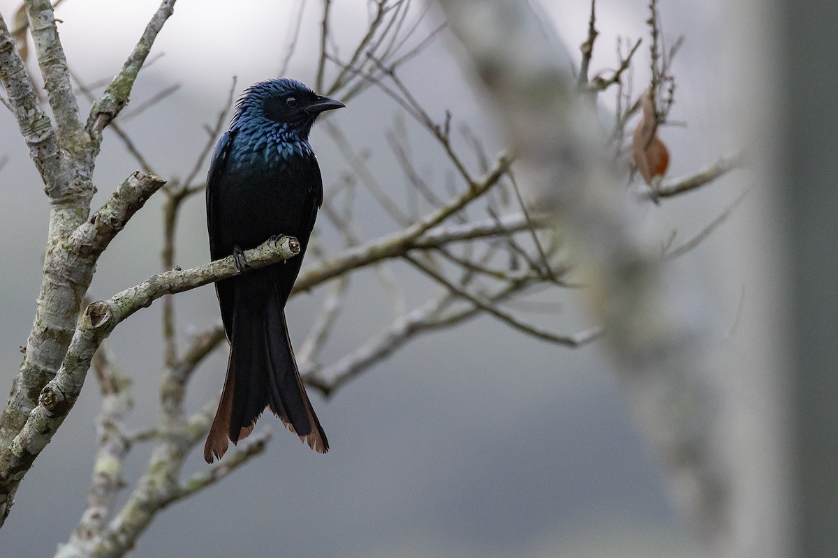 Drongo bronzé - ML615914136