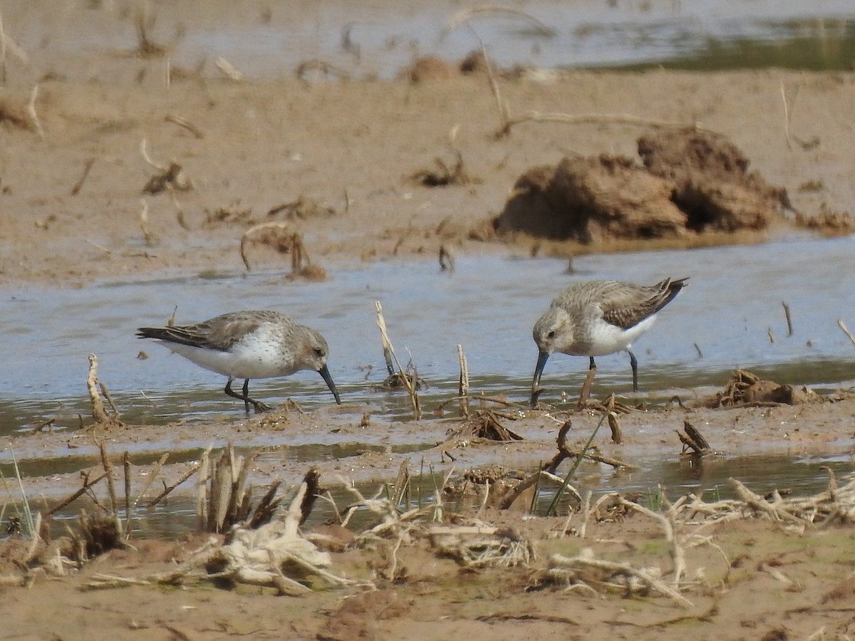 Dunlin - Jorge López Álvarez