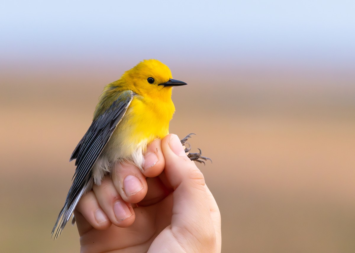 Prothonotary Warbler - Sarah Sharp