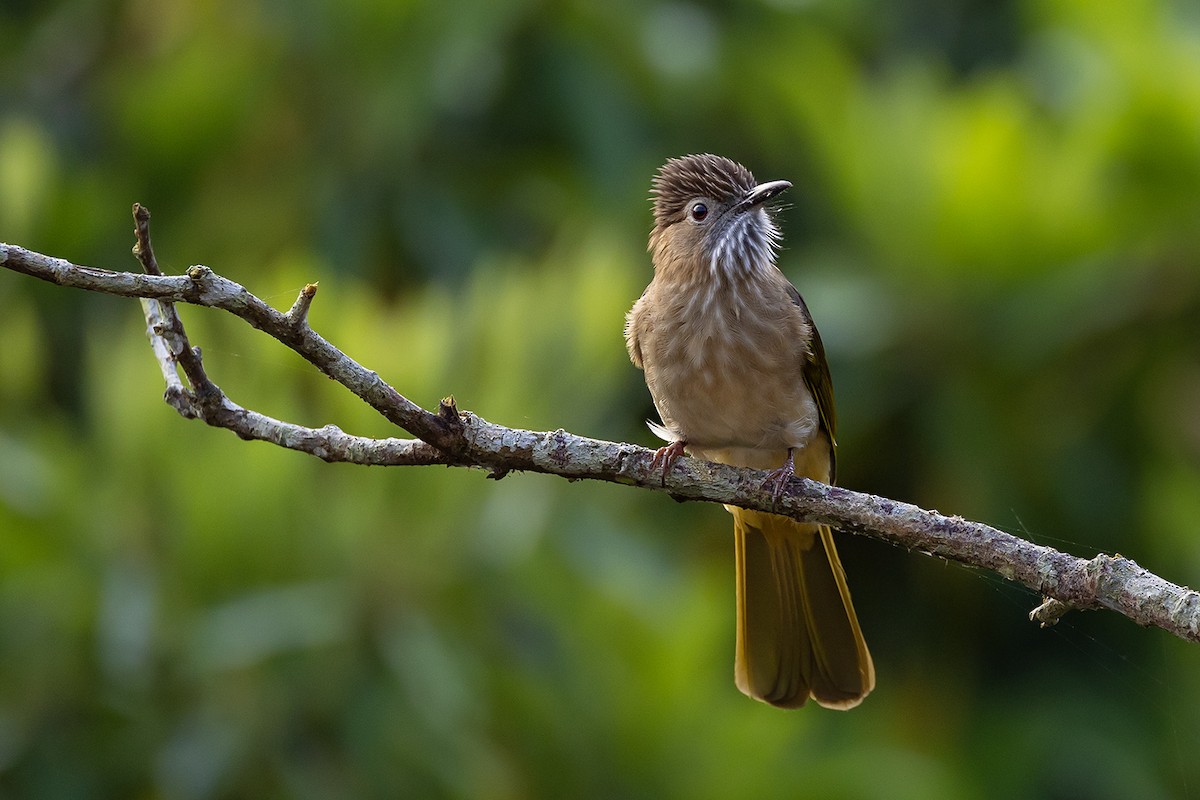 Mountain Bulbul - ML615914148