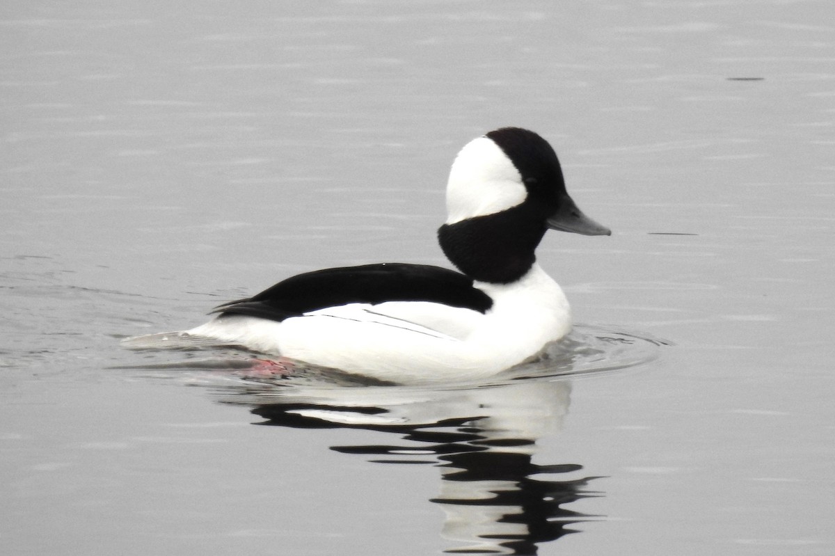 Bufflehead - Steve Mierzykowski