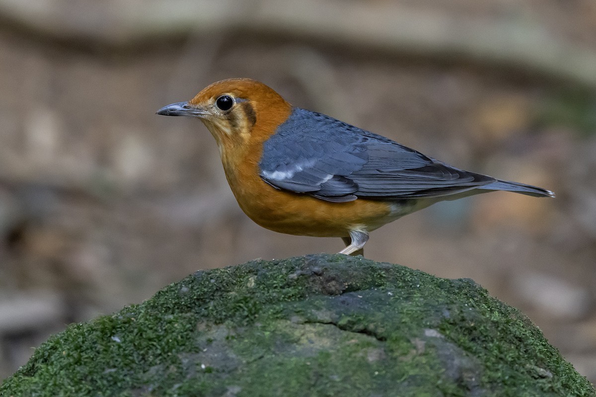 Orange-headed Thrush - ML615914187