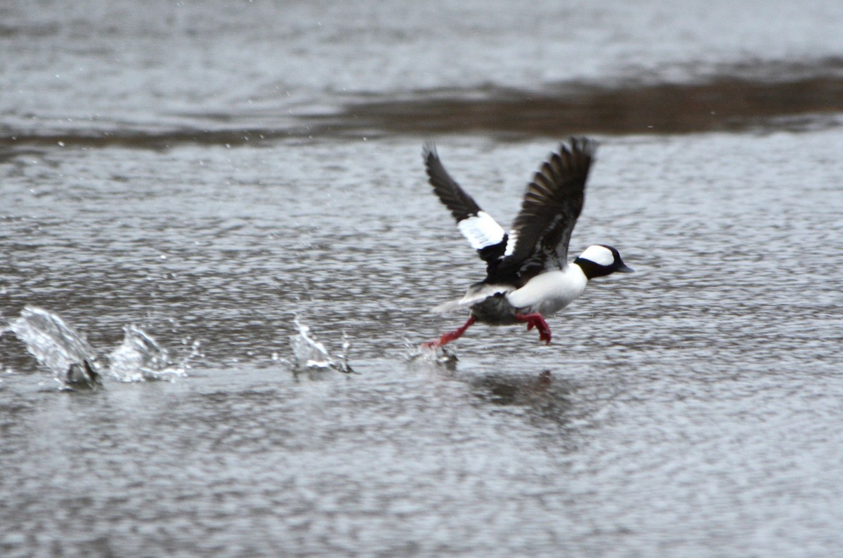 Bufflehead - Steve Mierzykowski