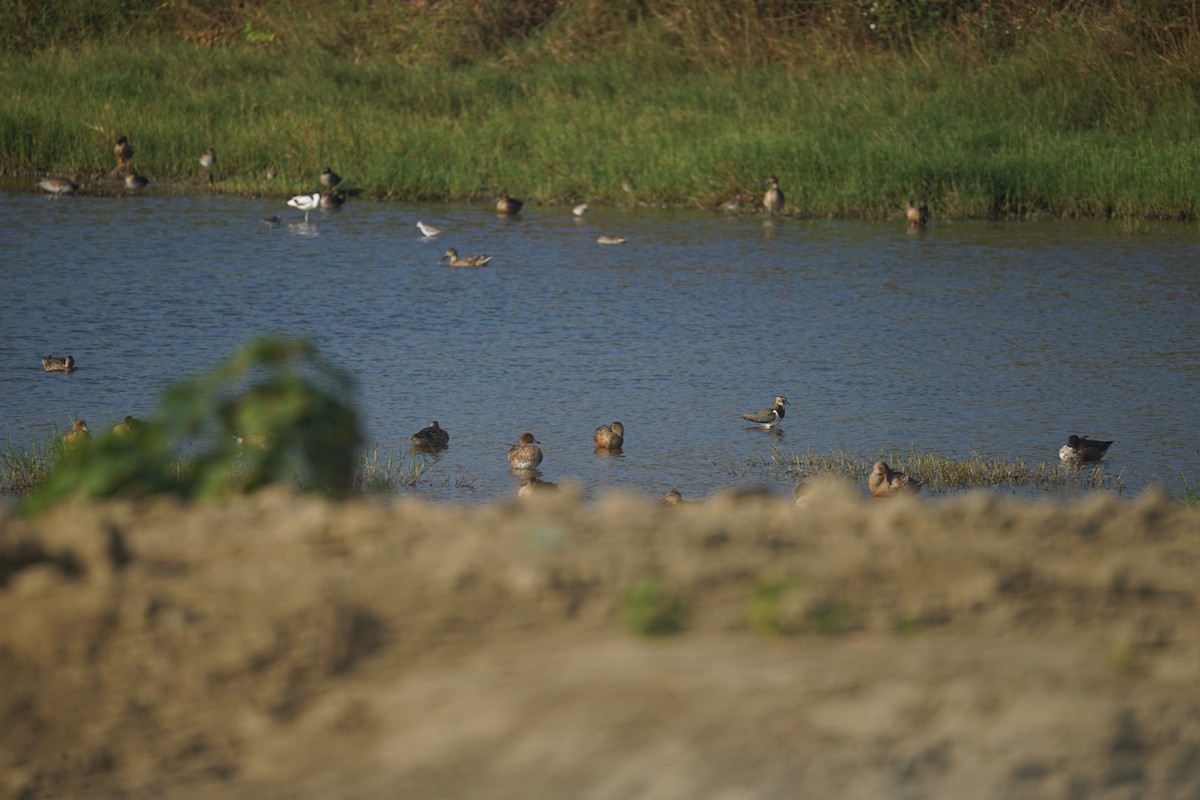 Northern Lapwing - ML615914196