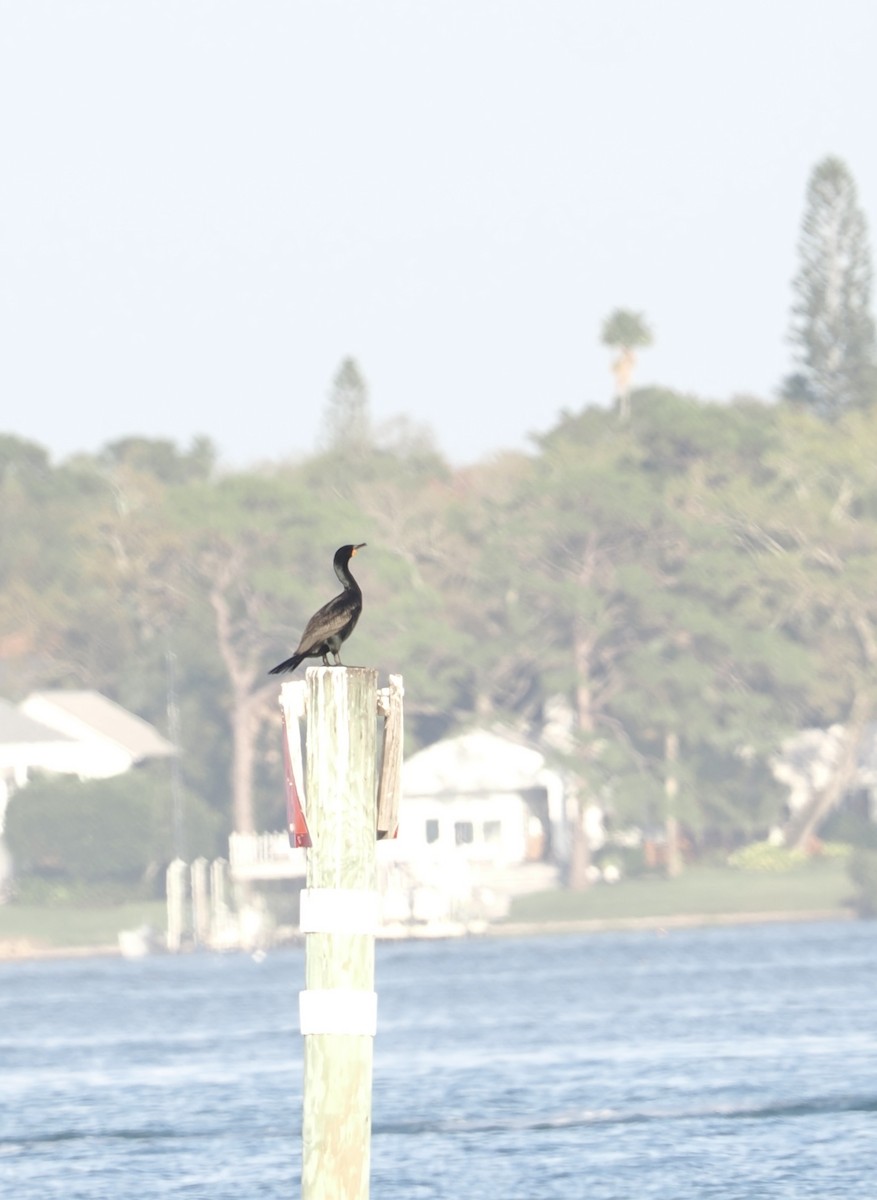 Double-crested Cormorant - ML615914237