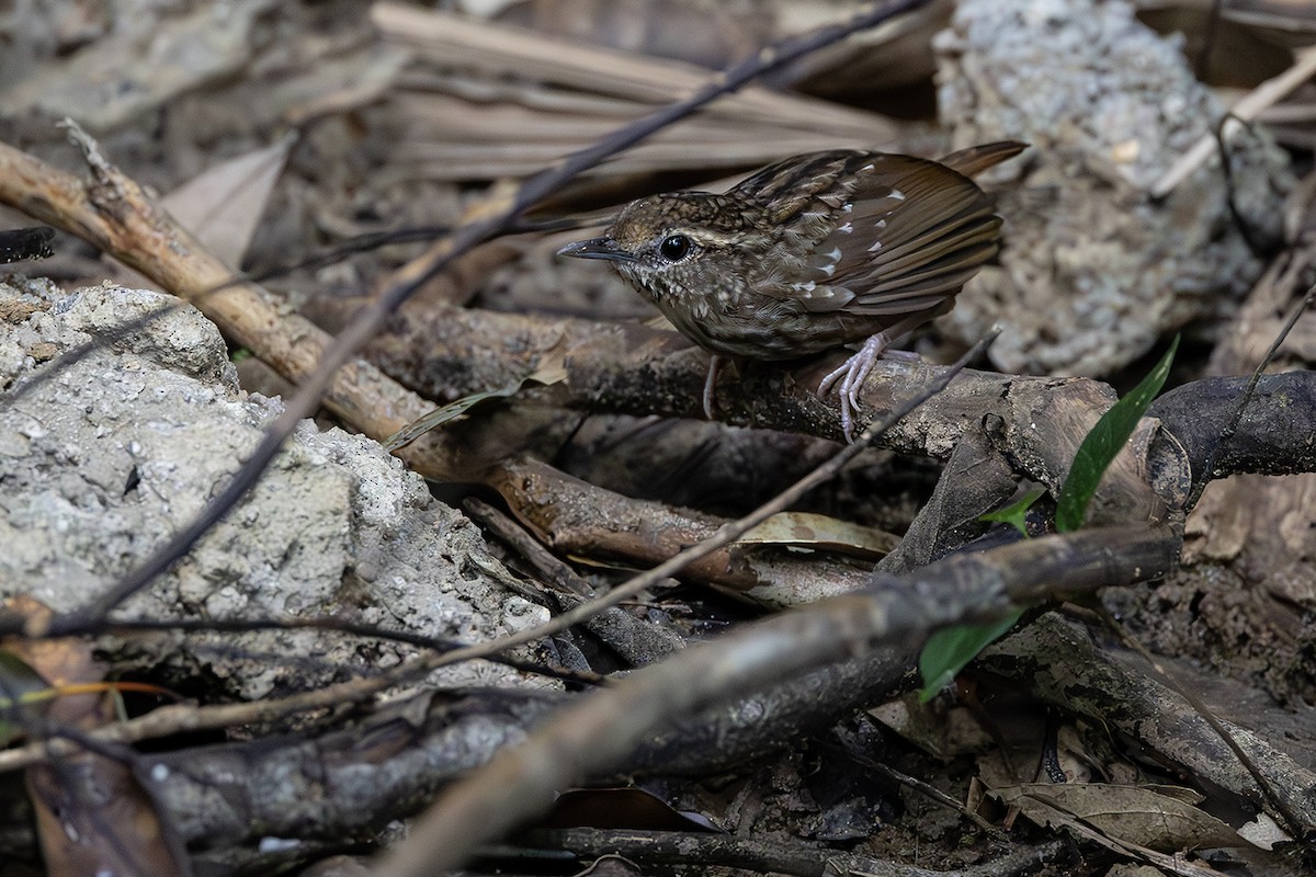 Eyebrowed Wren-Babbler - Matthew Kwan