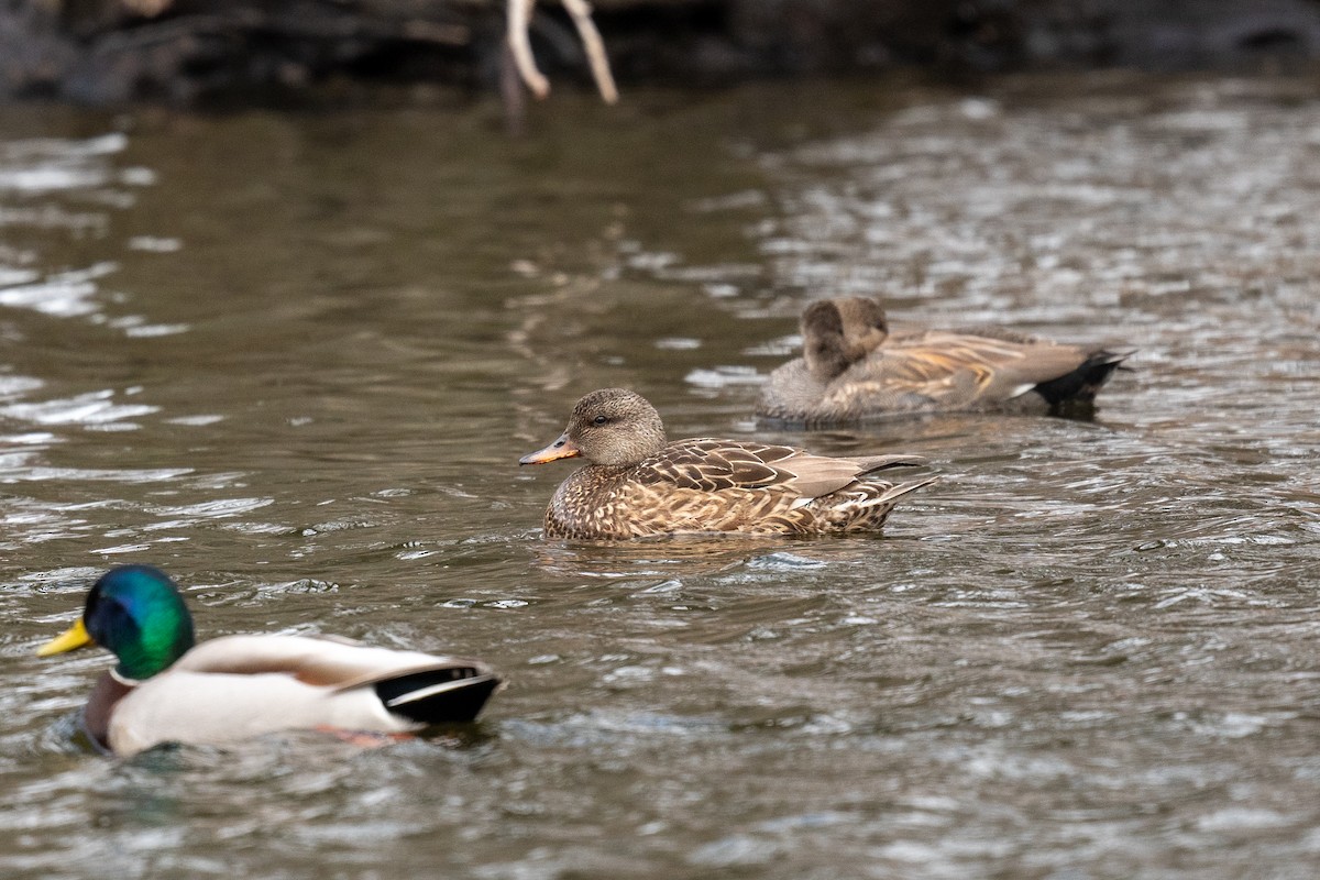 Gadwall - Sebastian Jones