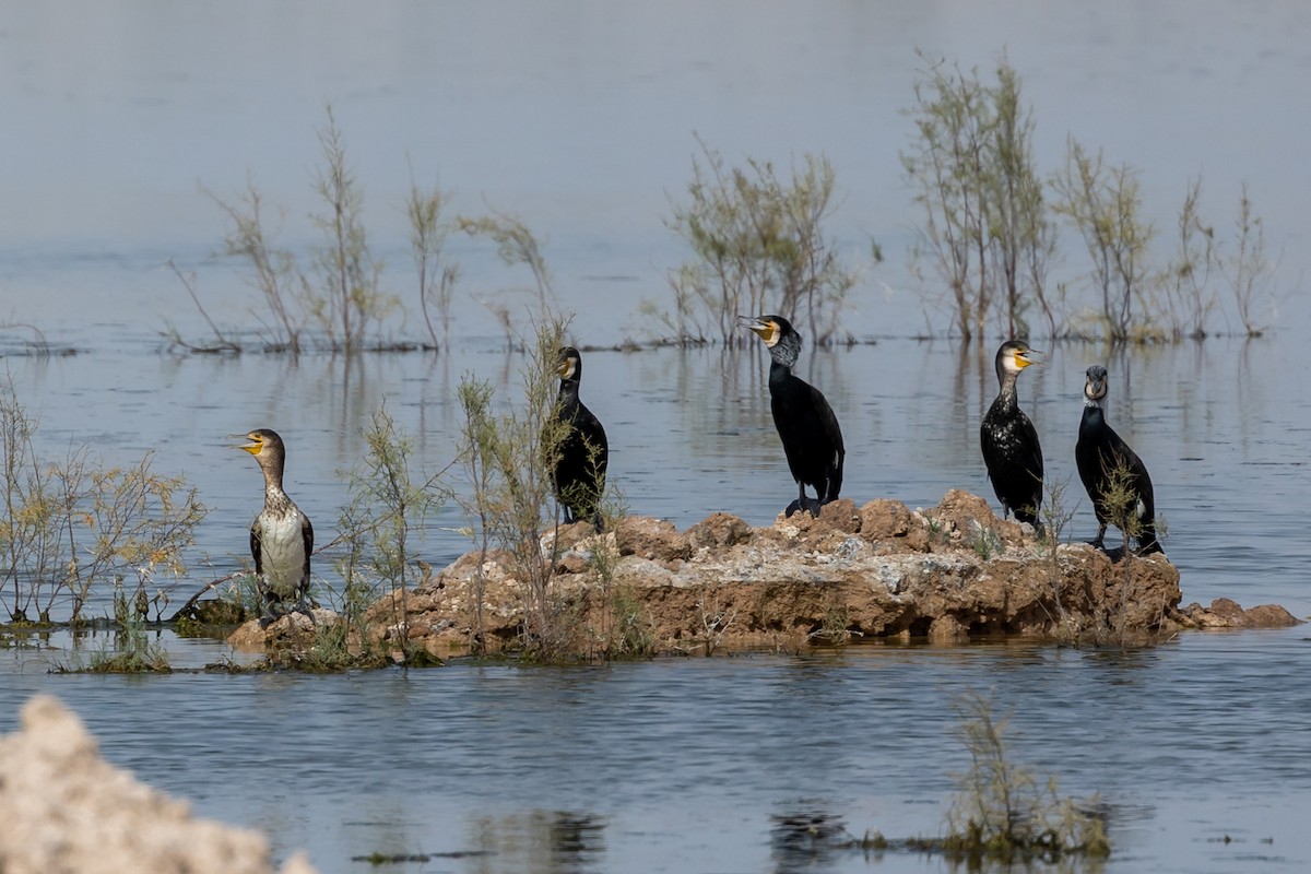 Cormorán Grande - ML615914365