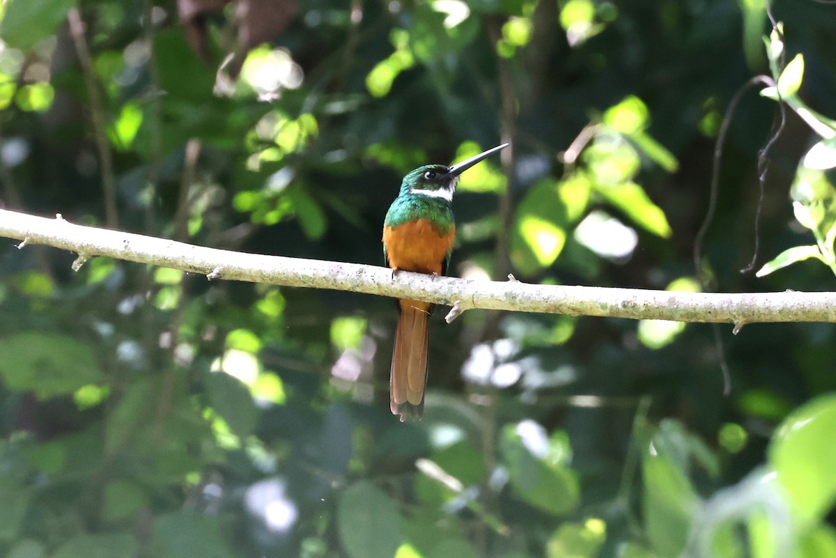 Rufous-tailed Jacamar - ML615914406