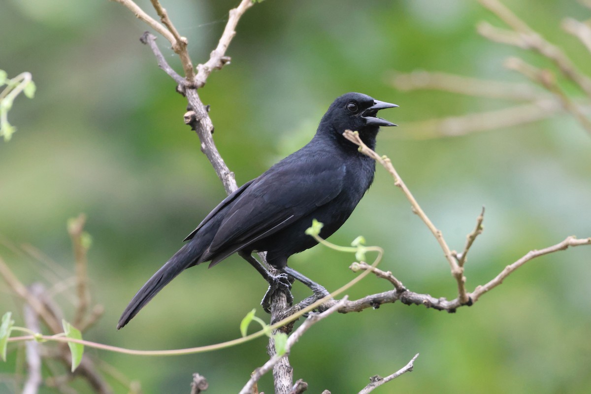 Scrub Blackbird - ML615914423