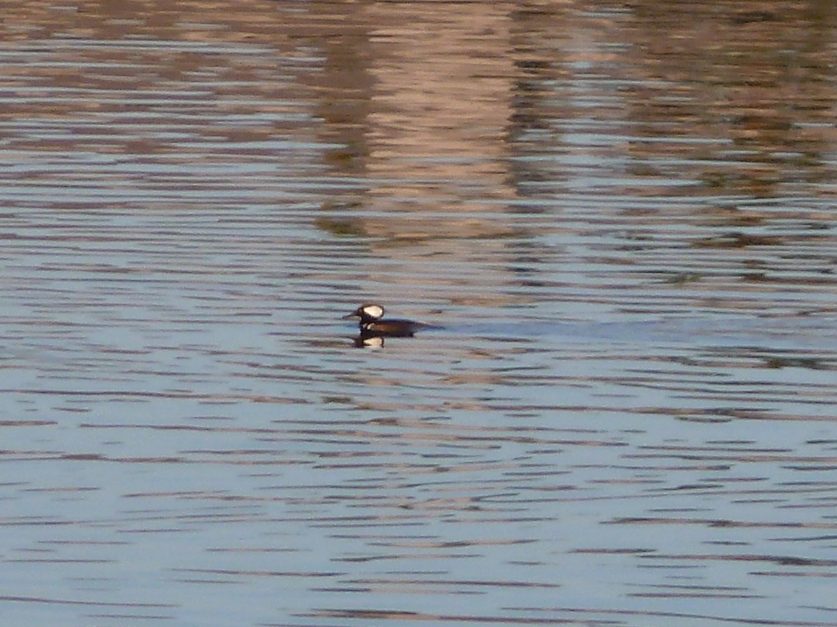 Hooded Merganser - ML615914509