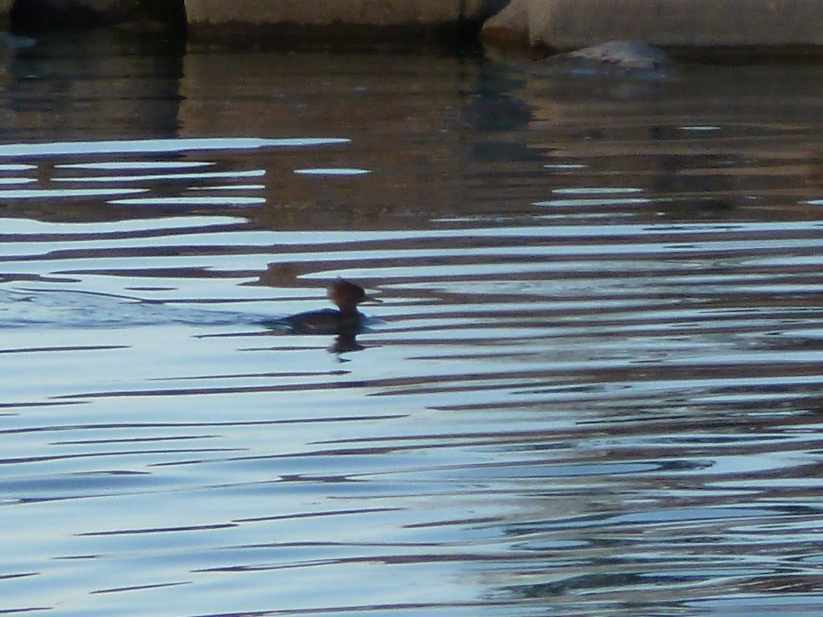 Hooded Merganser - Anthony Robinson