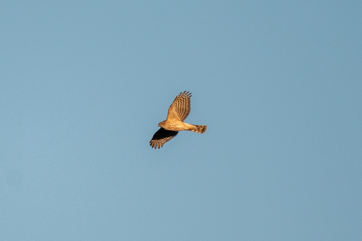 Sharp-shinned Hawk - ML615914511