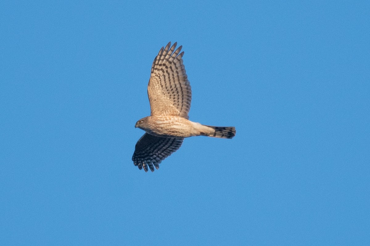 Sharp-shinned Hawk - ML615914512