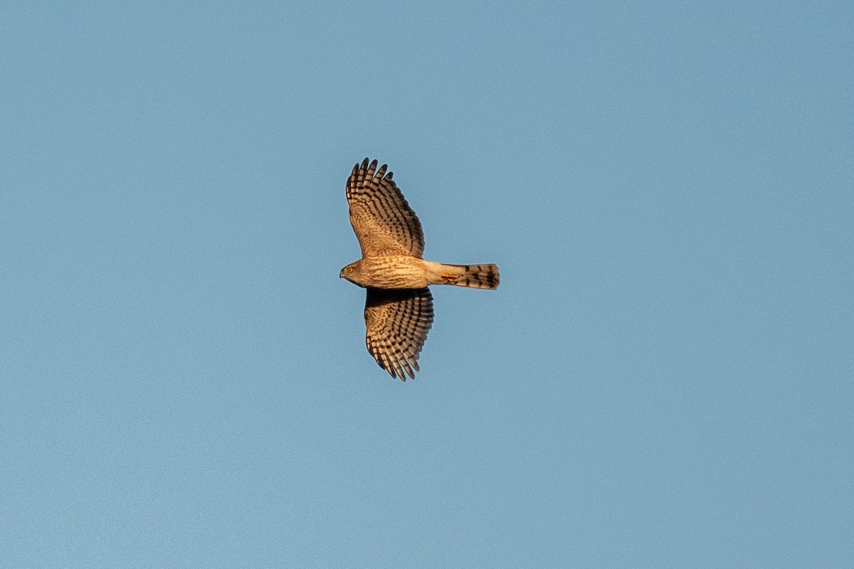 Sharp-shinned Hawk - ML615914513