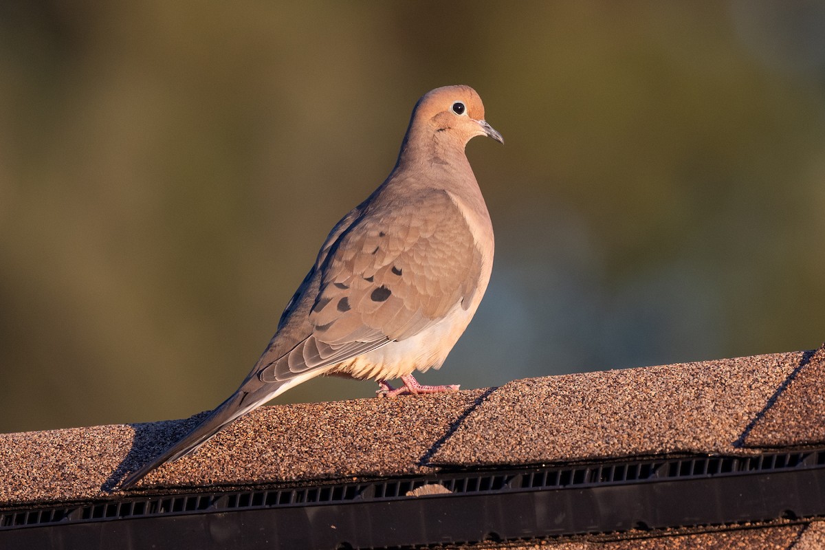 Mourning Dove - Sebastian Jones