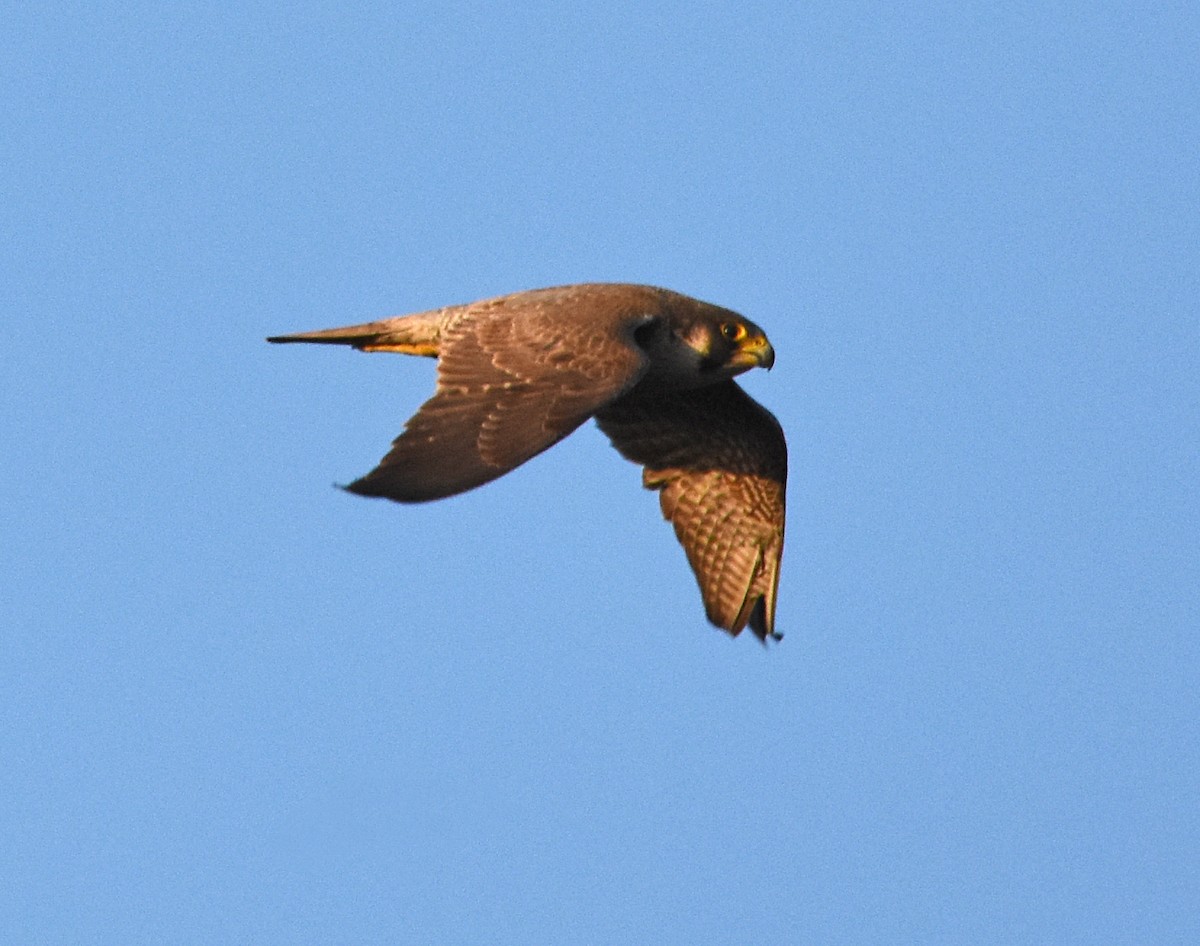 Peregrine Falcon - ML615914537