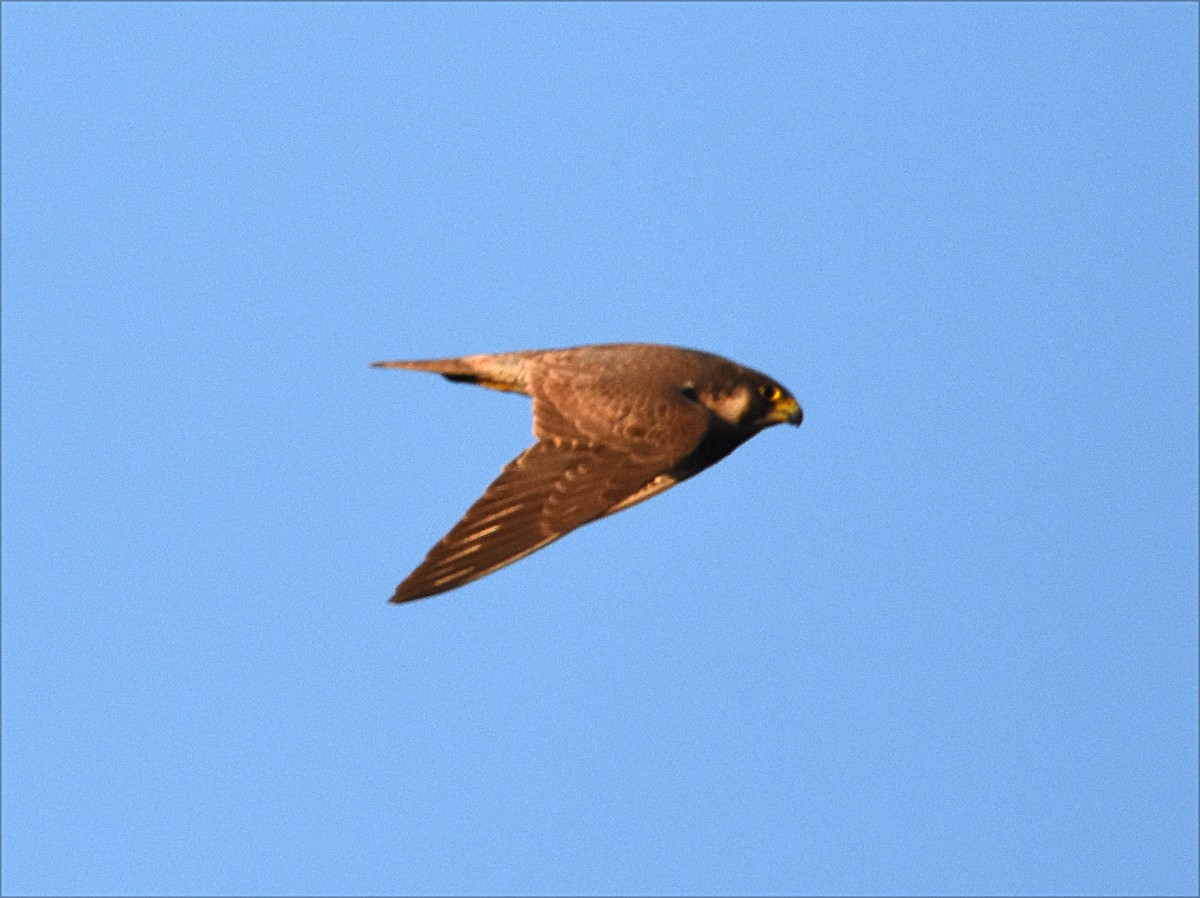 Peregrine Falcon - ML615914538