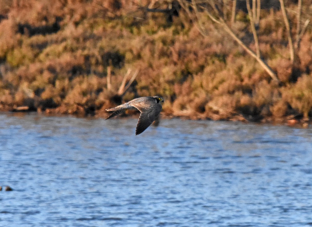 Peregrine Falcon - José A Cortés Guerrero