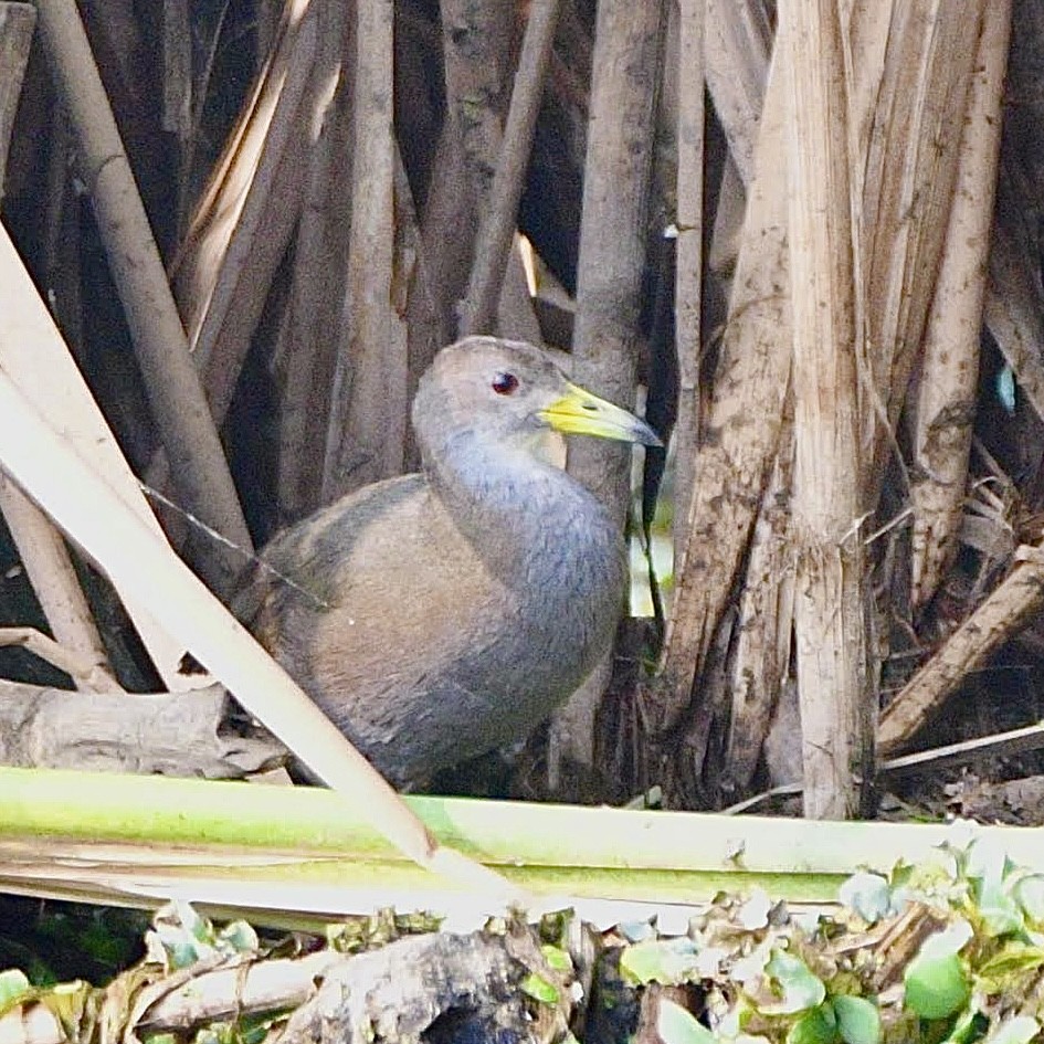 Brown Crake - ML615914653