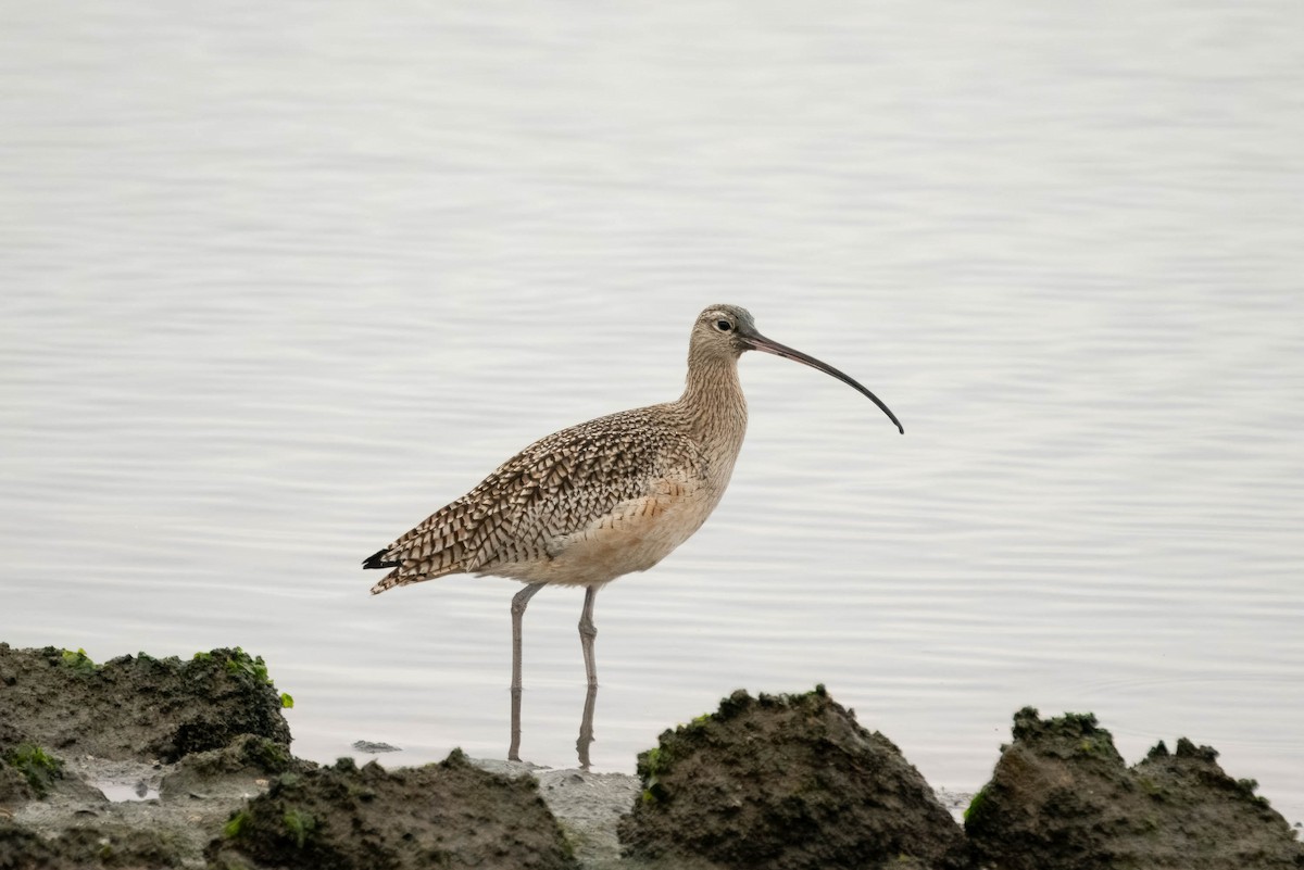 Long-billed Curlew - ML615914664