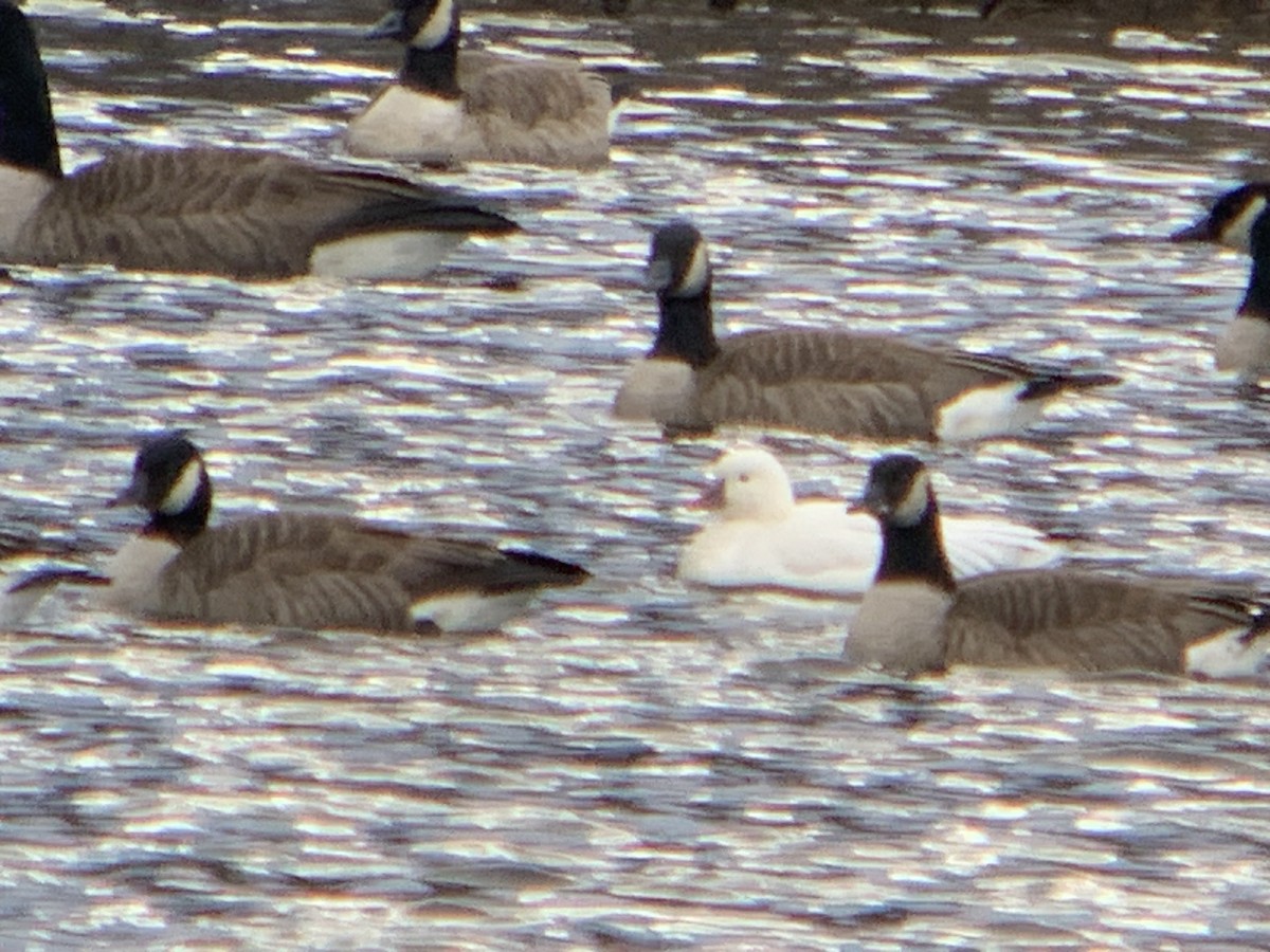 Ross's Goose - ML615914680