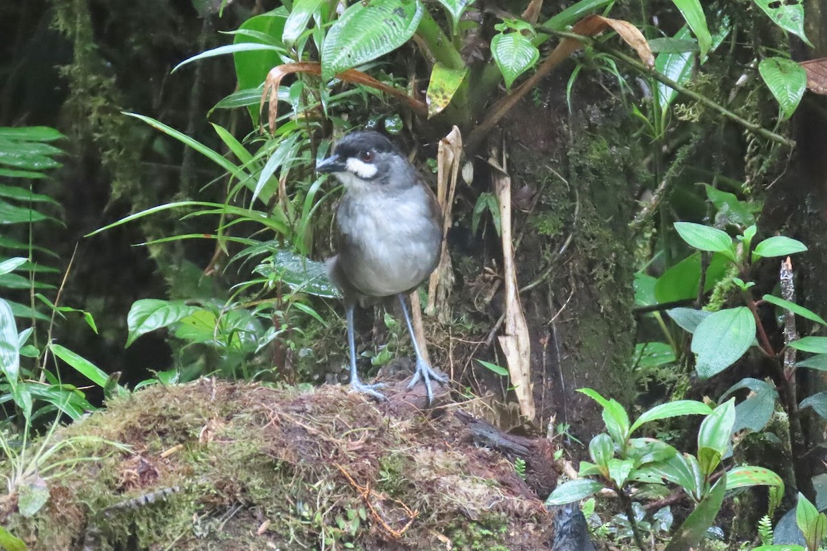 Jocotoco Antpitta - ML615914780