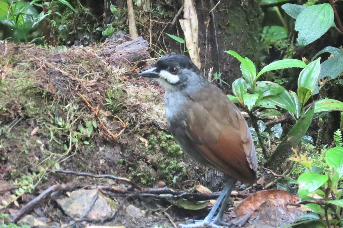 Jocotoco Antpitta - ML615914781