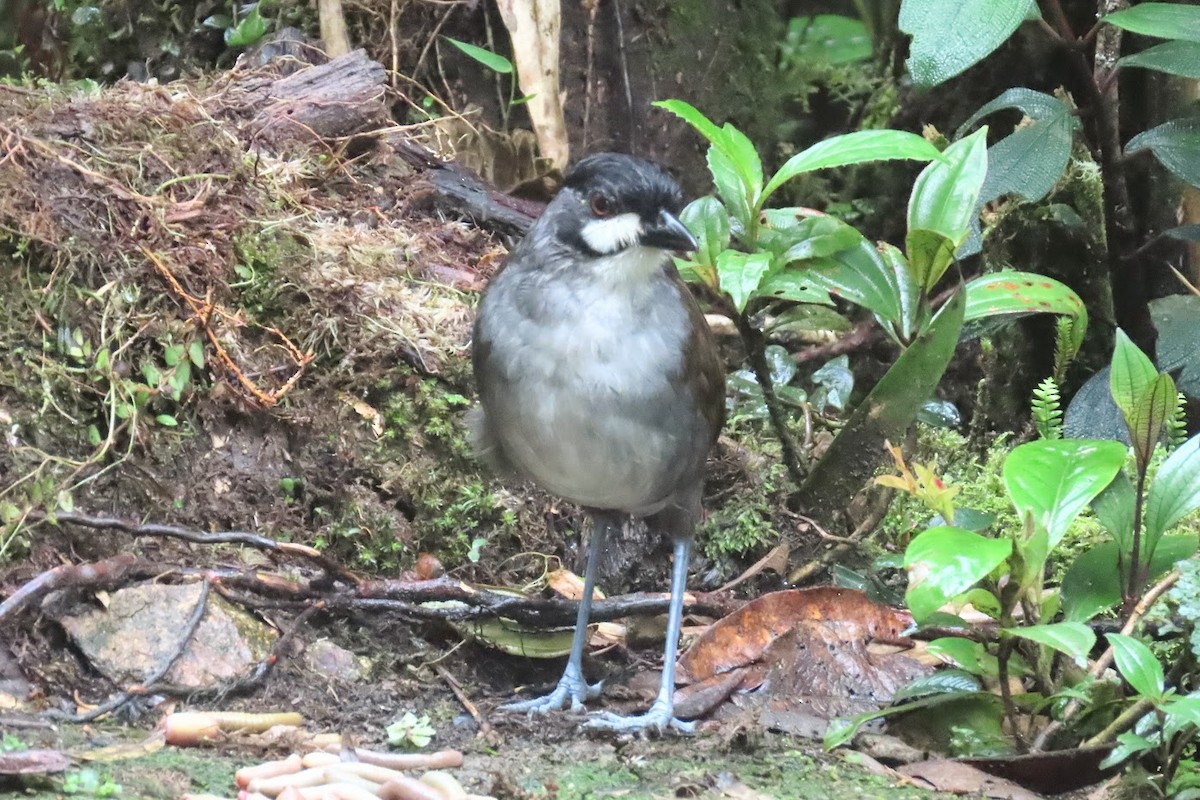 Jocotoco Antpitta - ML615914782