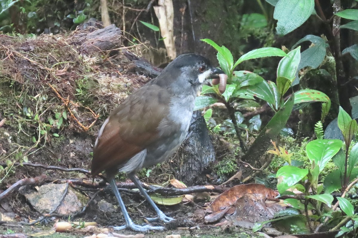 Jocotoco Antpitta - ML615914783