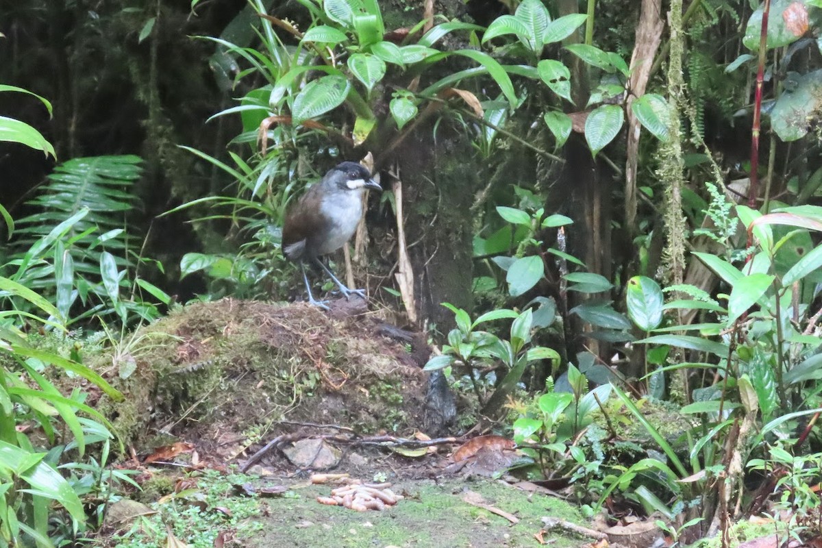 Jocotoco Antpitta - ML615914784