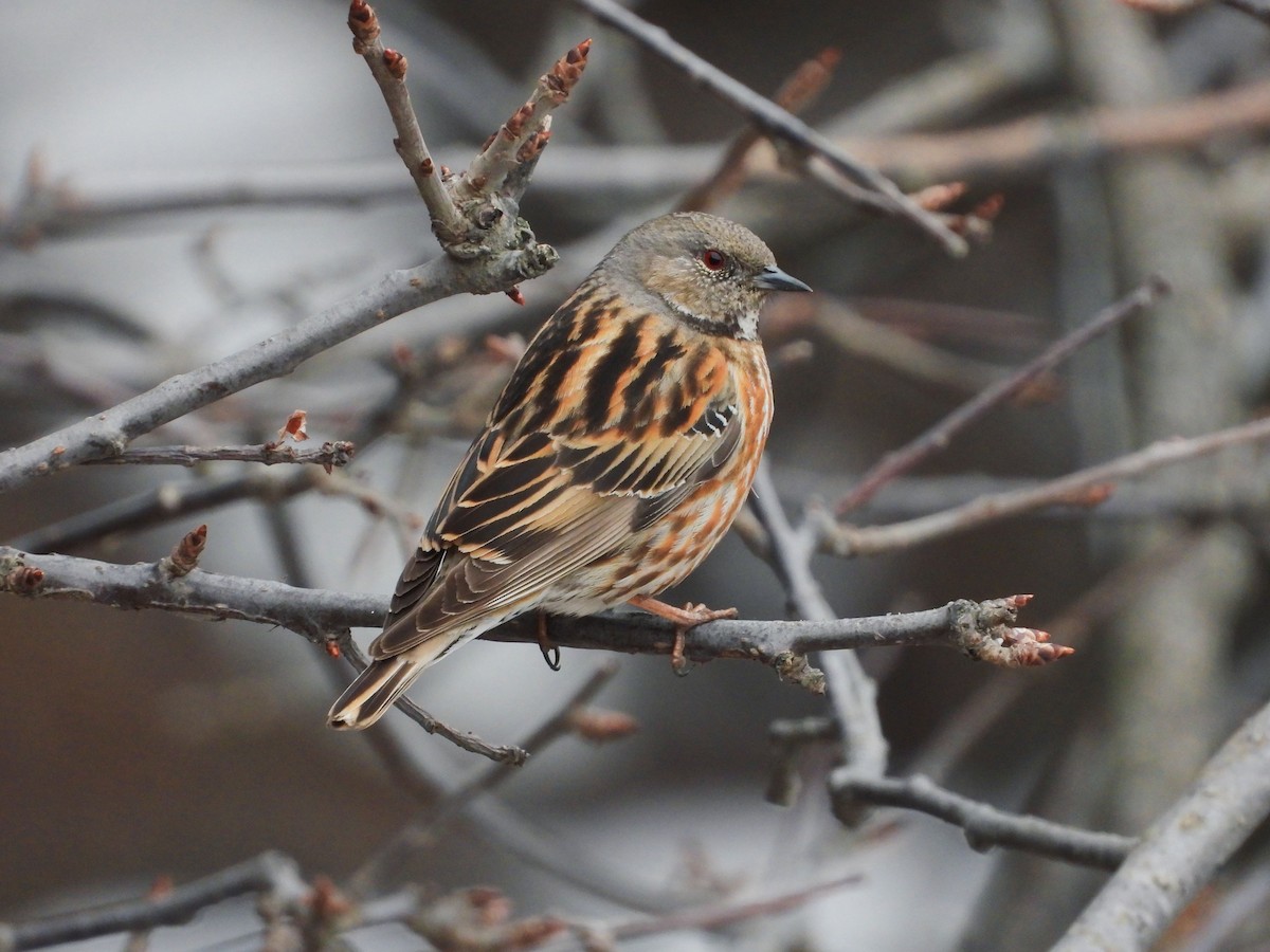 Altai Accentor - ML615914785