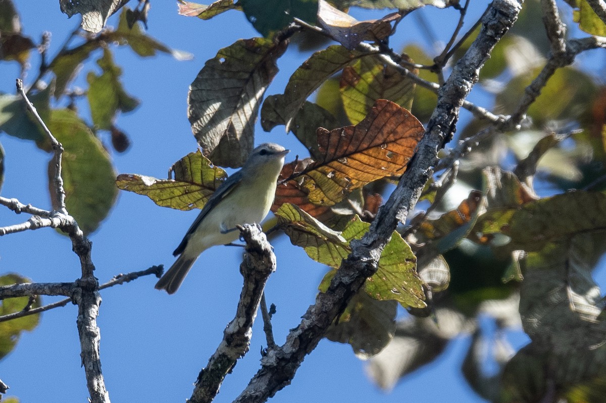 Philadelphia Vireo - ML615914801