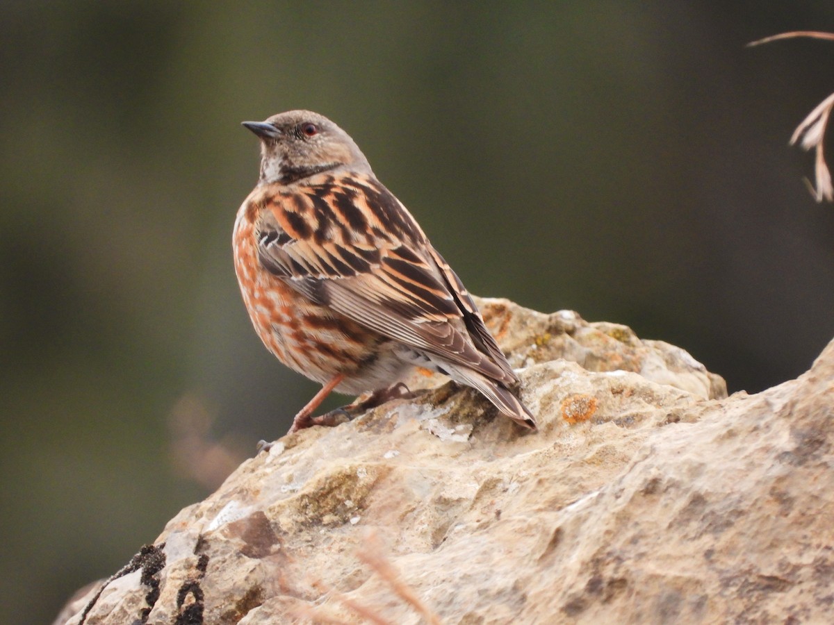 Altai Accentor - ML615914817